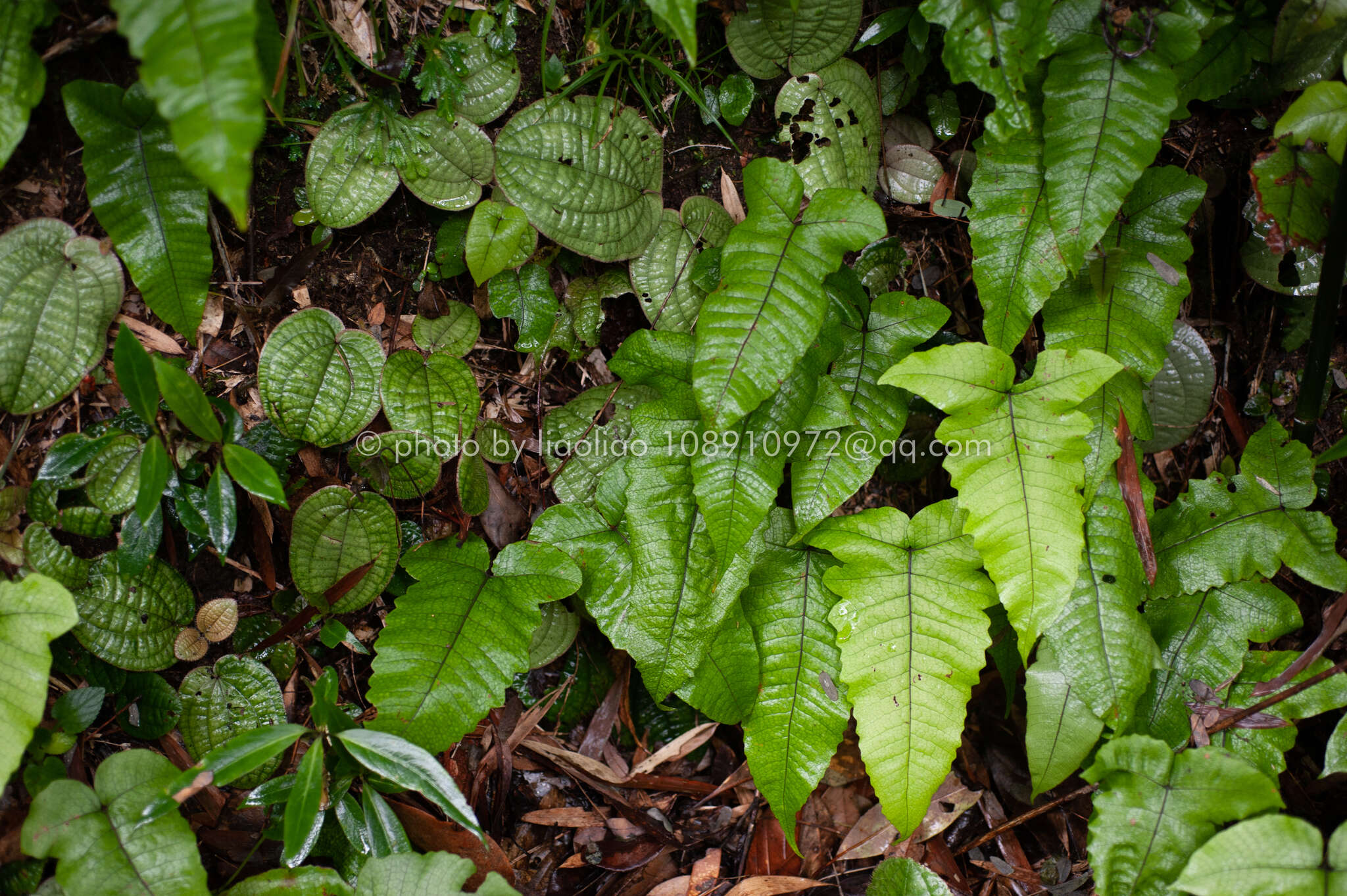 Stegnogramma sagittifolia (Ching) L. J. He & X. C. Zhang resmi