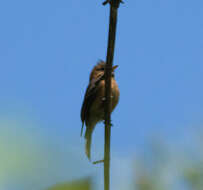 Image of Tufted flycatchers