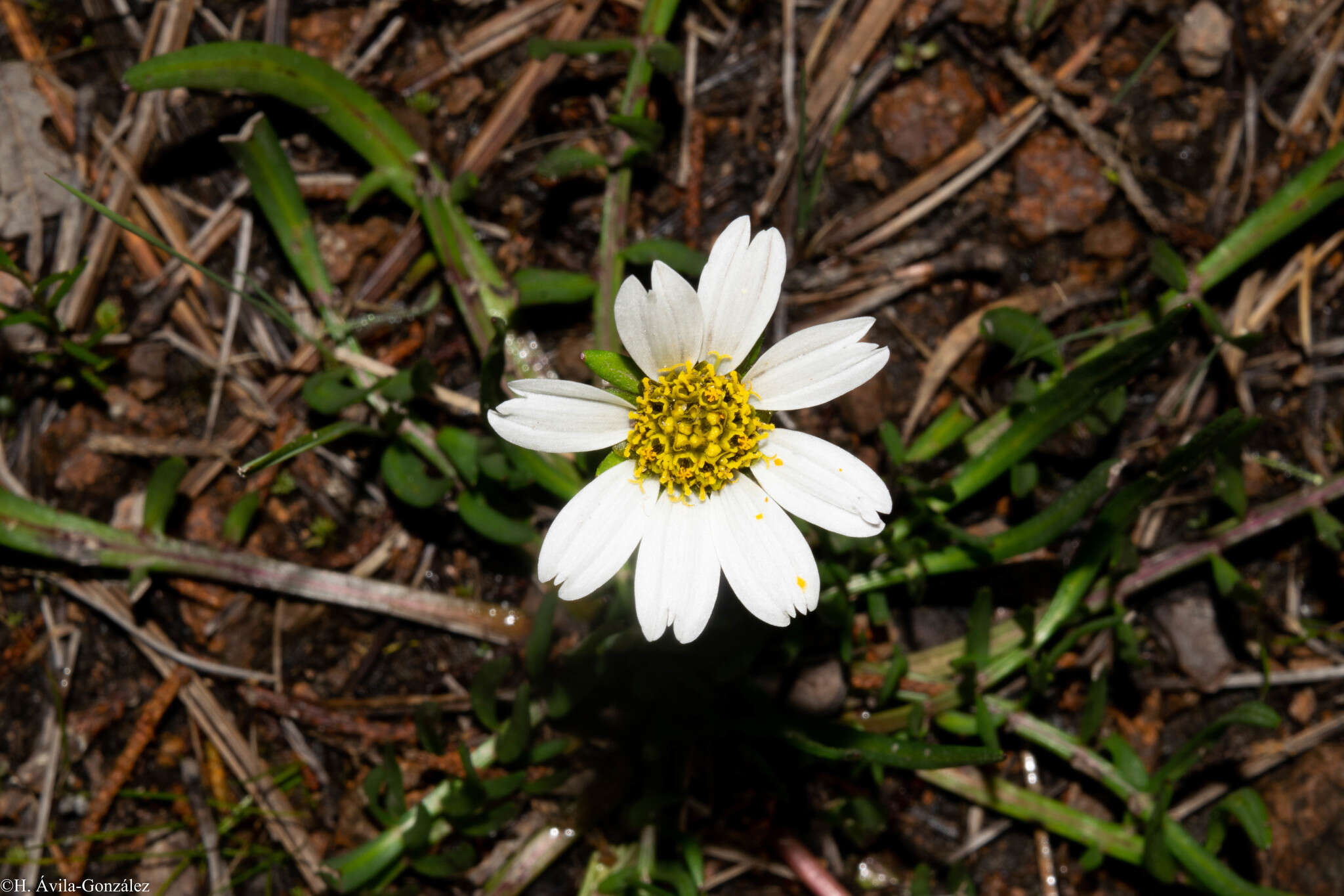 Image de Chromolepis heterophylla Benth.