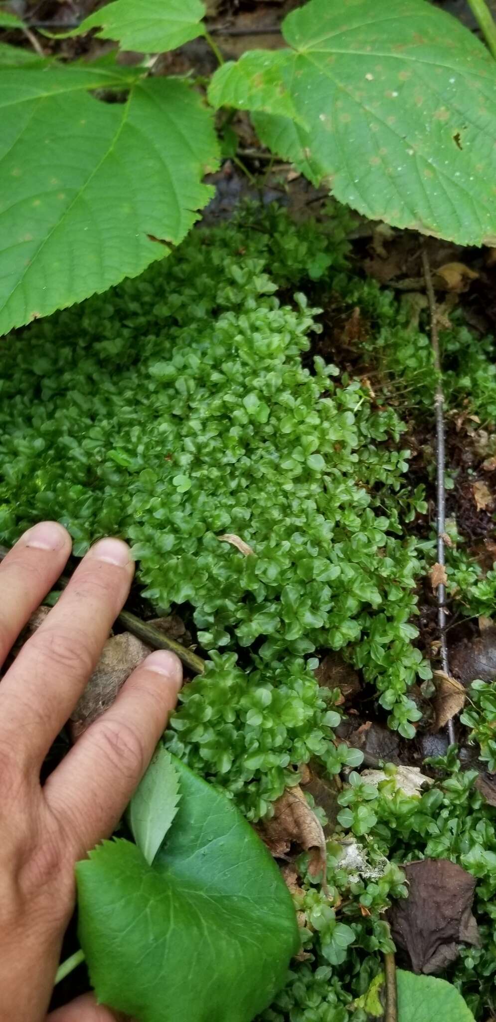 Image of Appalachian rhizomnium moss