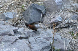 Ochetorhynchus melanurus melanurus (Gray & GR 1846) resmi