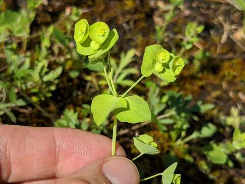 Image of tinted woodland spurge