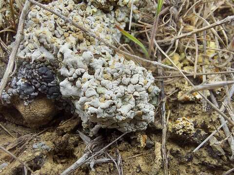 Image of Scaly breck lichen