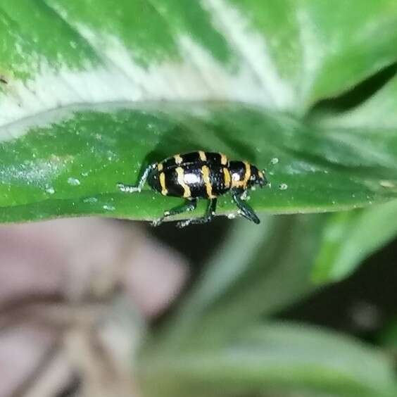 Image of Tyloderma fasciatus Hustache 1936