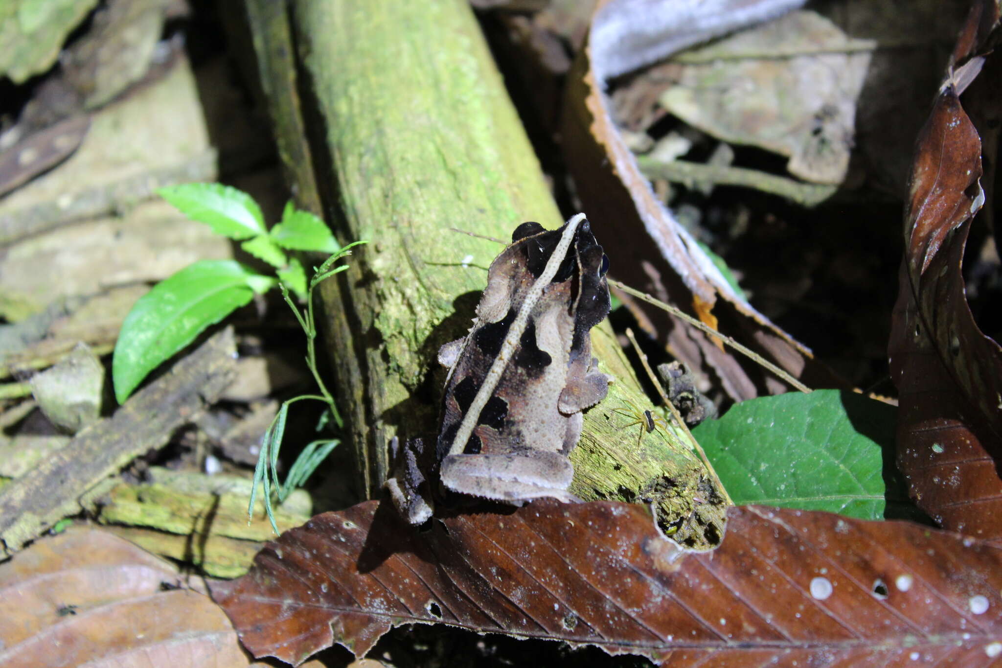 Image of Rhinella margaritifera (Laurenti 1768)