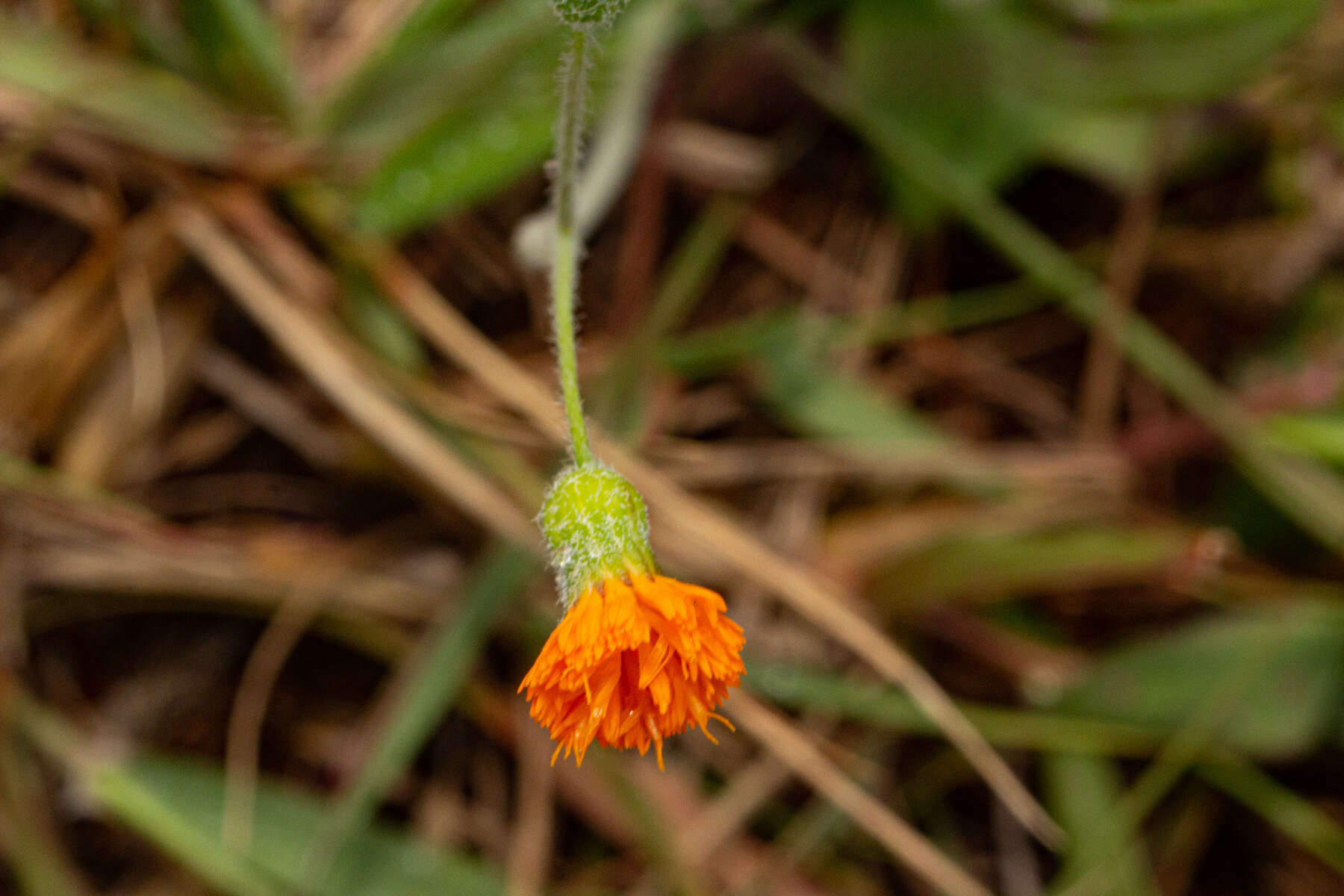 Image of Emilia caespitosa Oliv.