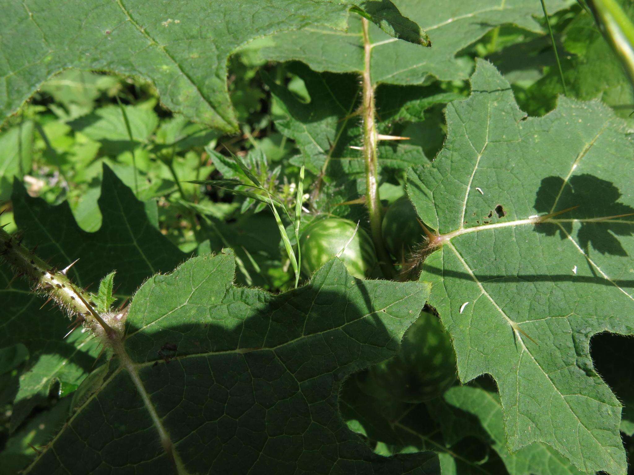 Image of Solanum aculeatissimum Jacquin