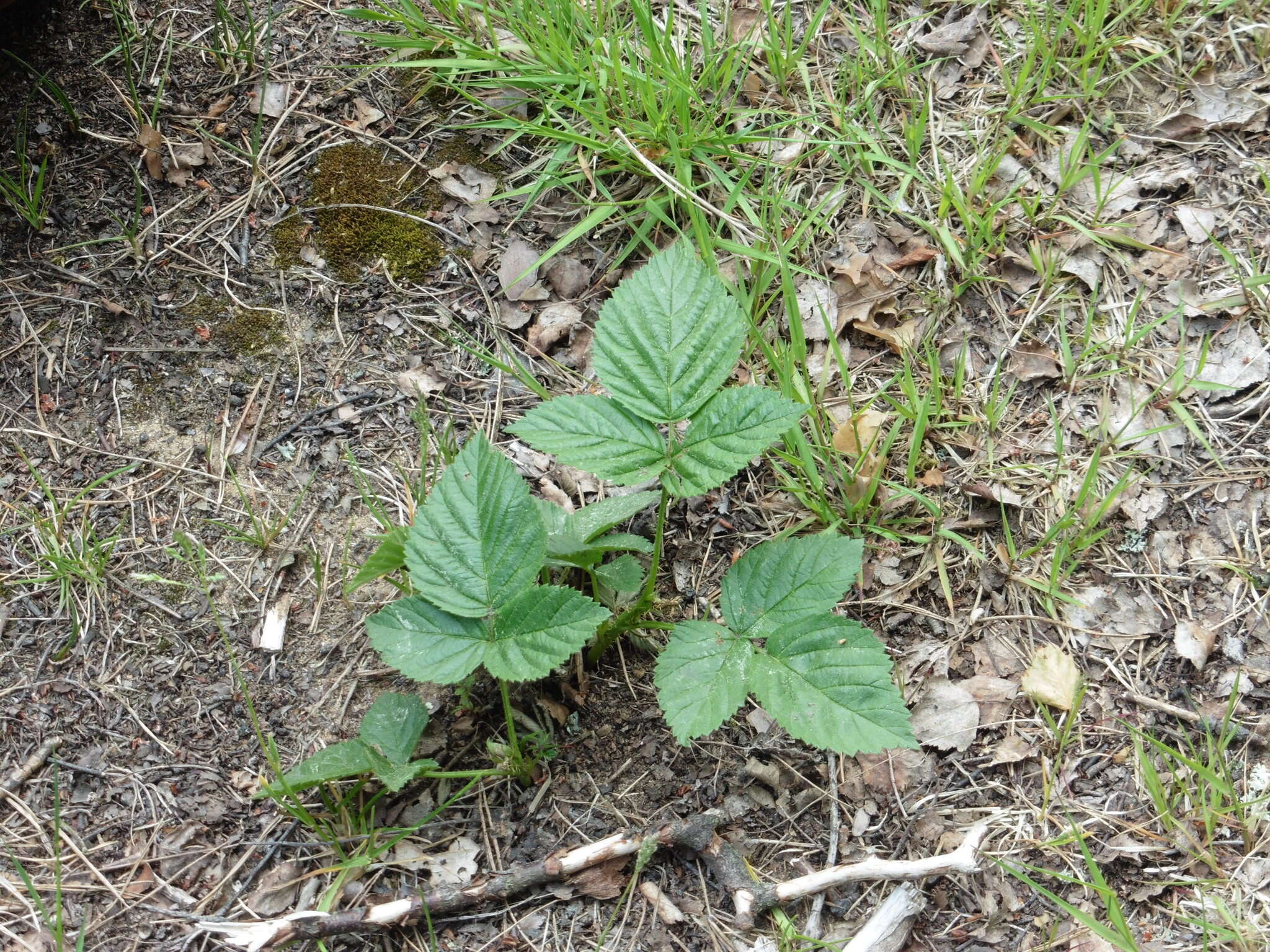 Rubus saxatilis L. resmi