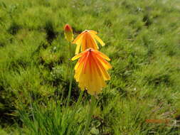 Image de Kniphofia porphyrantha Baker