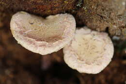 Image of Boletellus dissiliens (Corner) Pegler & T. W. K. Young 1981