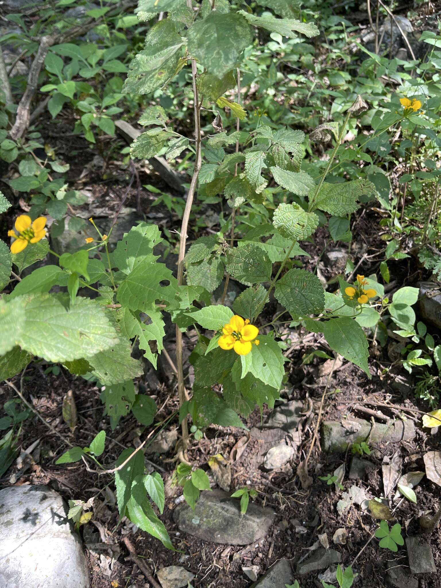 Image of Sclerocarpus papposus (Greenm.) Feddema