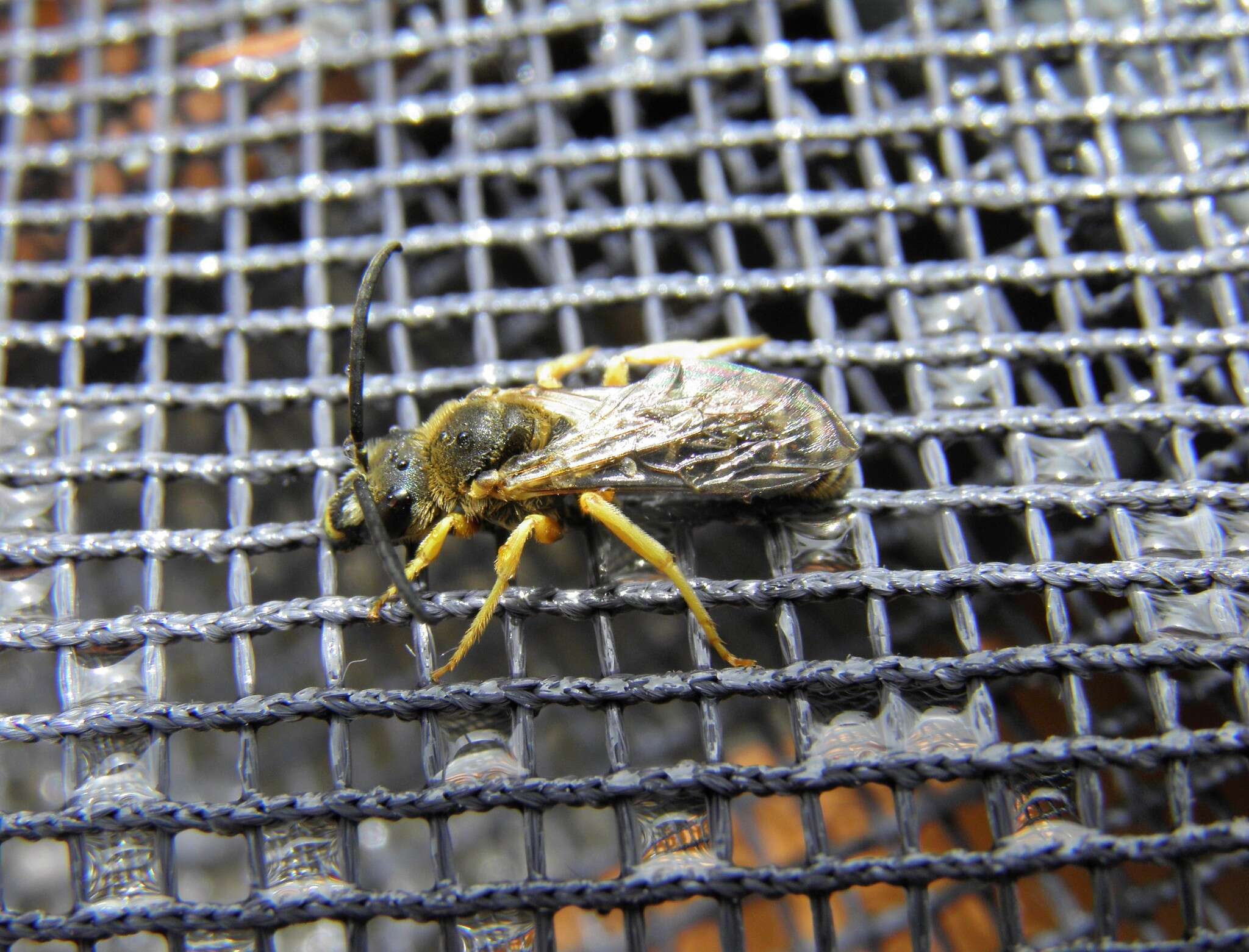 Halictus fulvipes (Klug 1817)的圖片