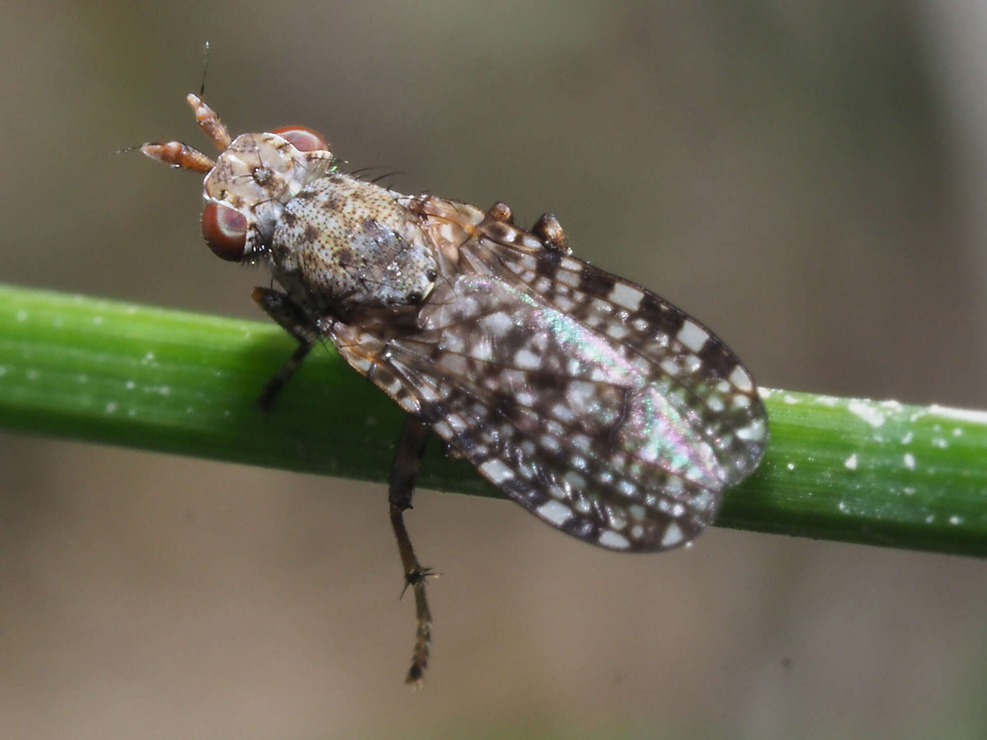 Image of Dictya umbrarum (Linnaeus 1758)