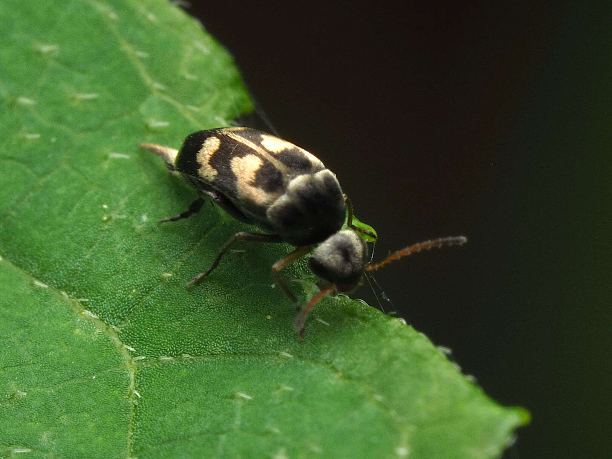 Plancia ëd Falsomordellistena pubescens (Fabricius 1798)