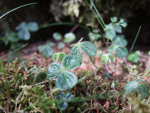 Imagem de Oxalis griffithii subsp. taimonii