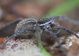 Image of Diapontia anfibia (Zapfe-Mann 1979)