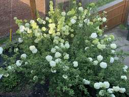 Image of Chinese viburnum