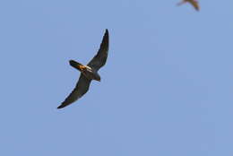 Image of Sooty Falcon