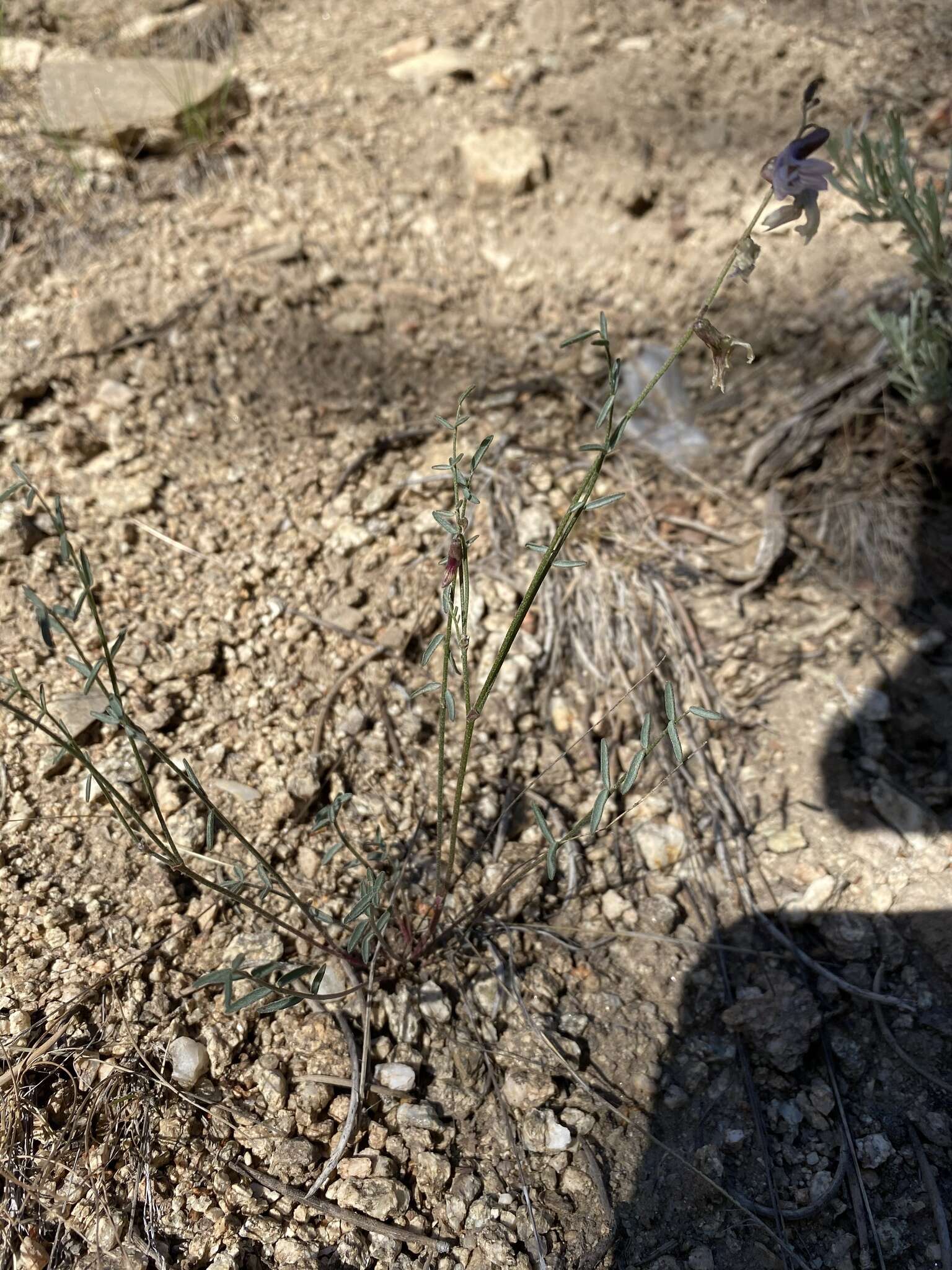 Imagem de Astragalus atratus S. Wats.