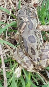 Image of Lowland Burrowing Treefrog