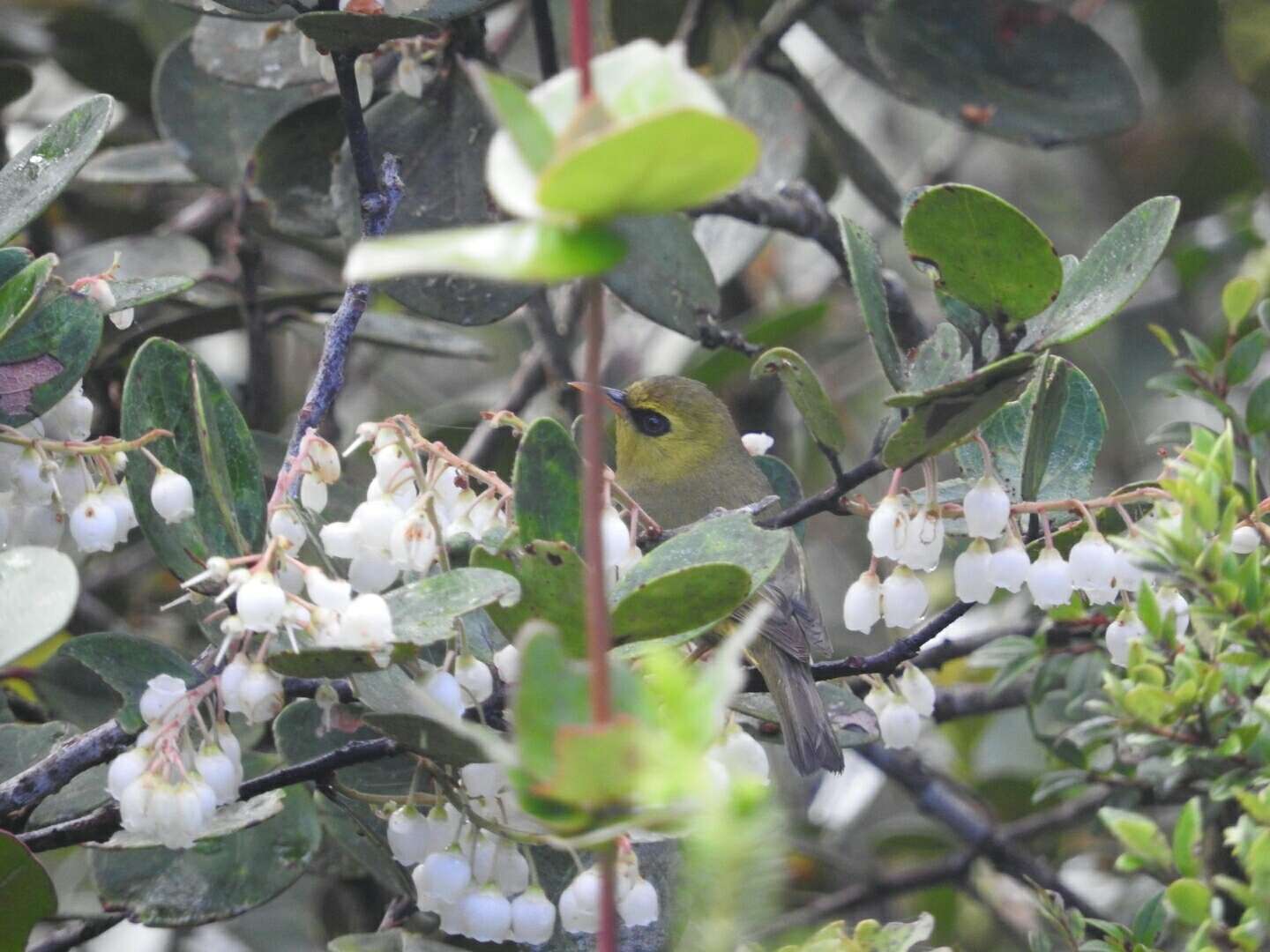 Image of Mountain Blackeye