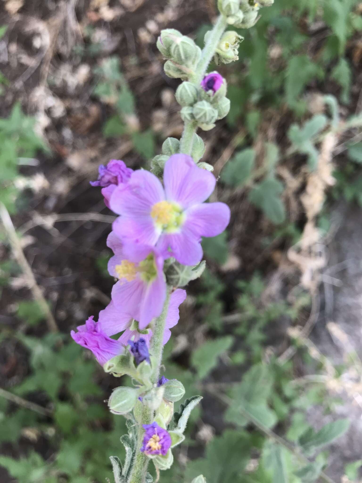 Image of thicket globemallow