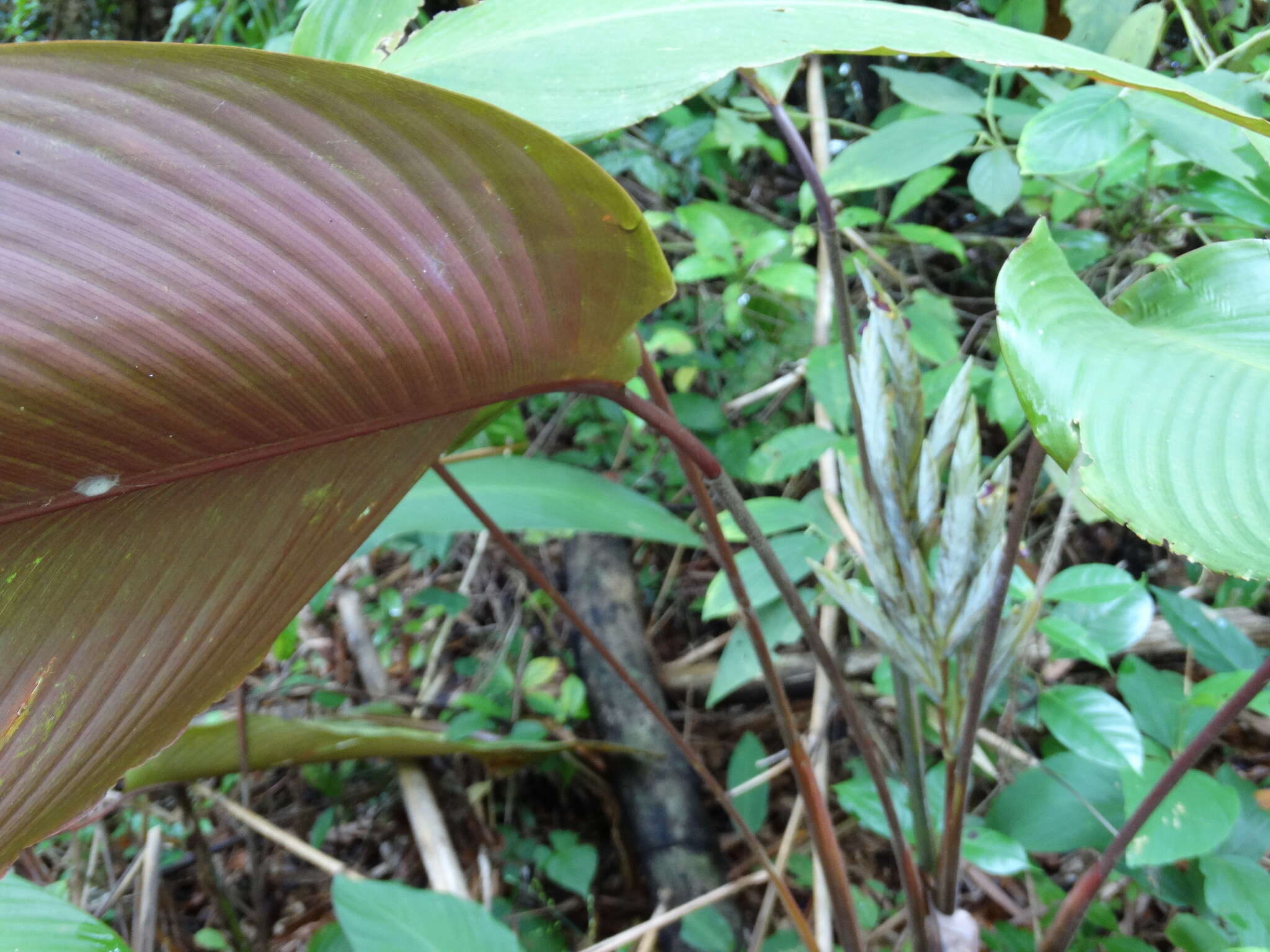 Image de Pleiostachya pruinosa (Regel) K. Schum.