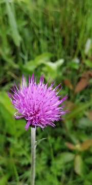 Imagem de Cirsium dissectum (L.) Hill