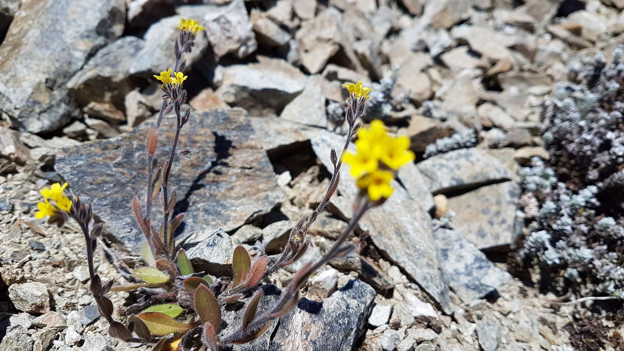 Image of Myosotis australis R. Br.