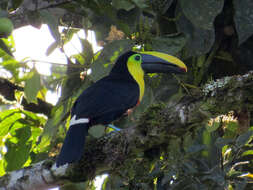 Image of Choco Toucan