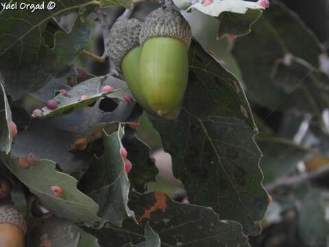 Sivun Quercus infectoria subsp. veneris (A. Kern.) Meikle kuva