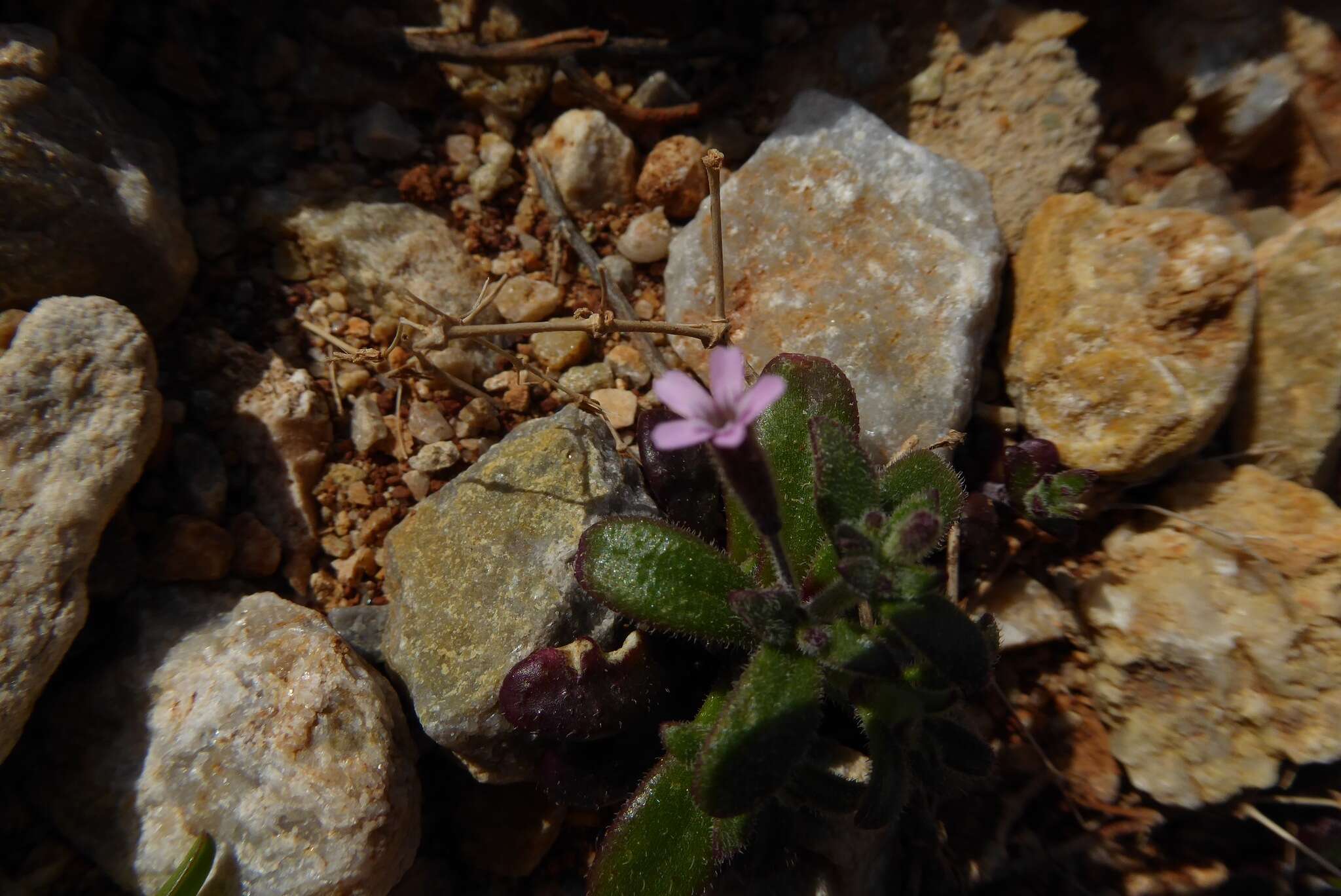 Image of Silene sedoides Poir.