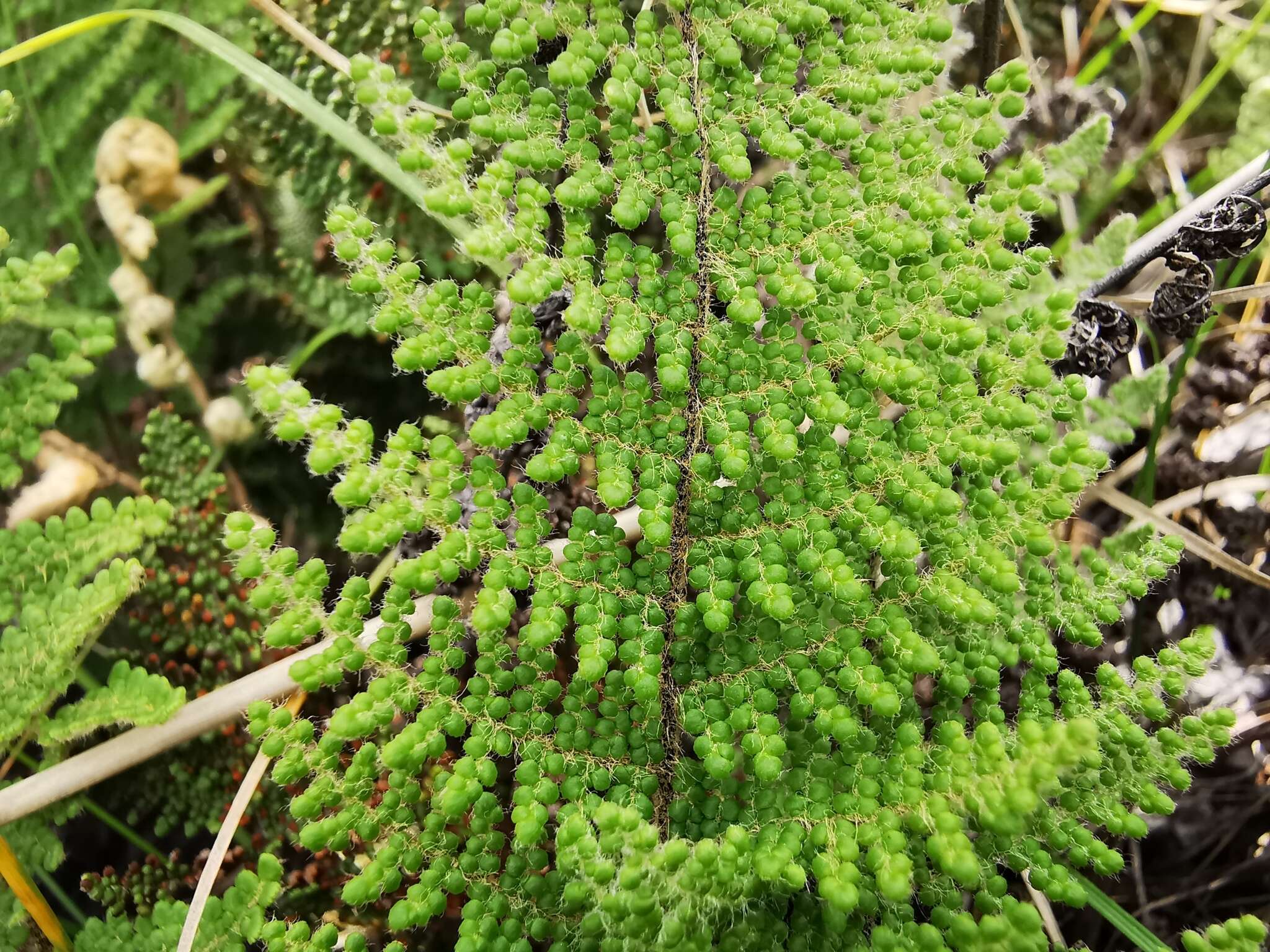 Image of Beaded Lipfern