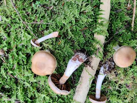 Image of Cortinarius argenteopileatus Nezdojm. 1983