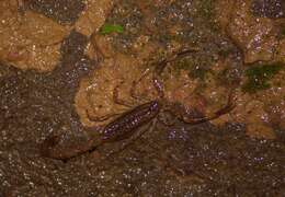 Isometrus thurstoni Pocock 1893 resmi