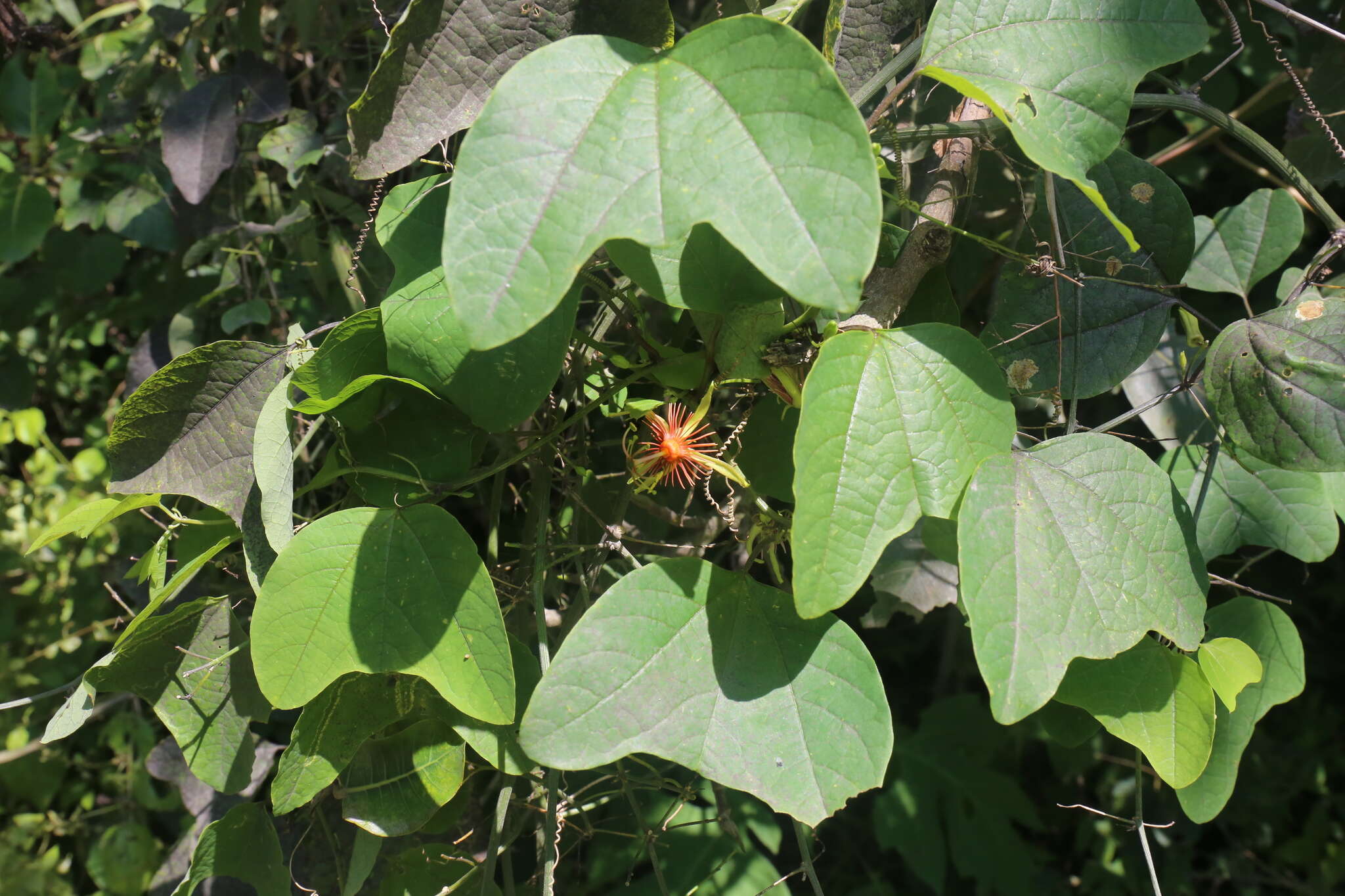 Passiflora jorullensis Kunth的圖片