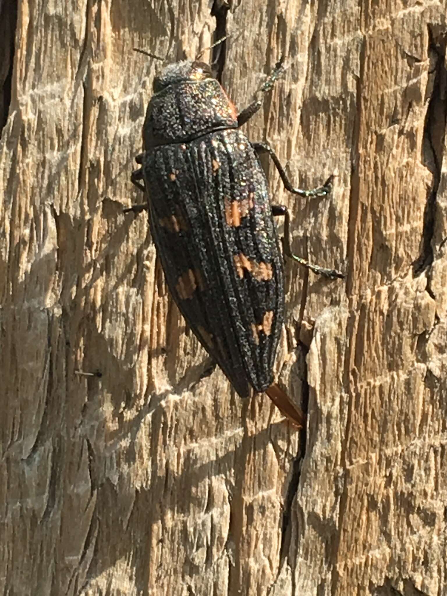 Image of Buprestis nutalli Kirby 1837