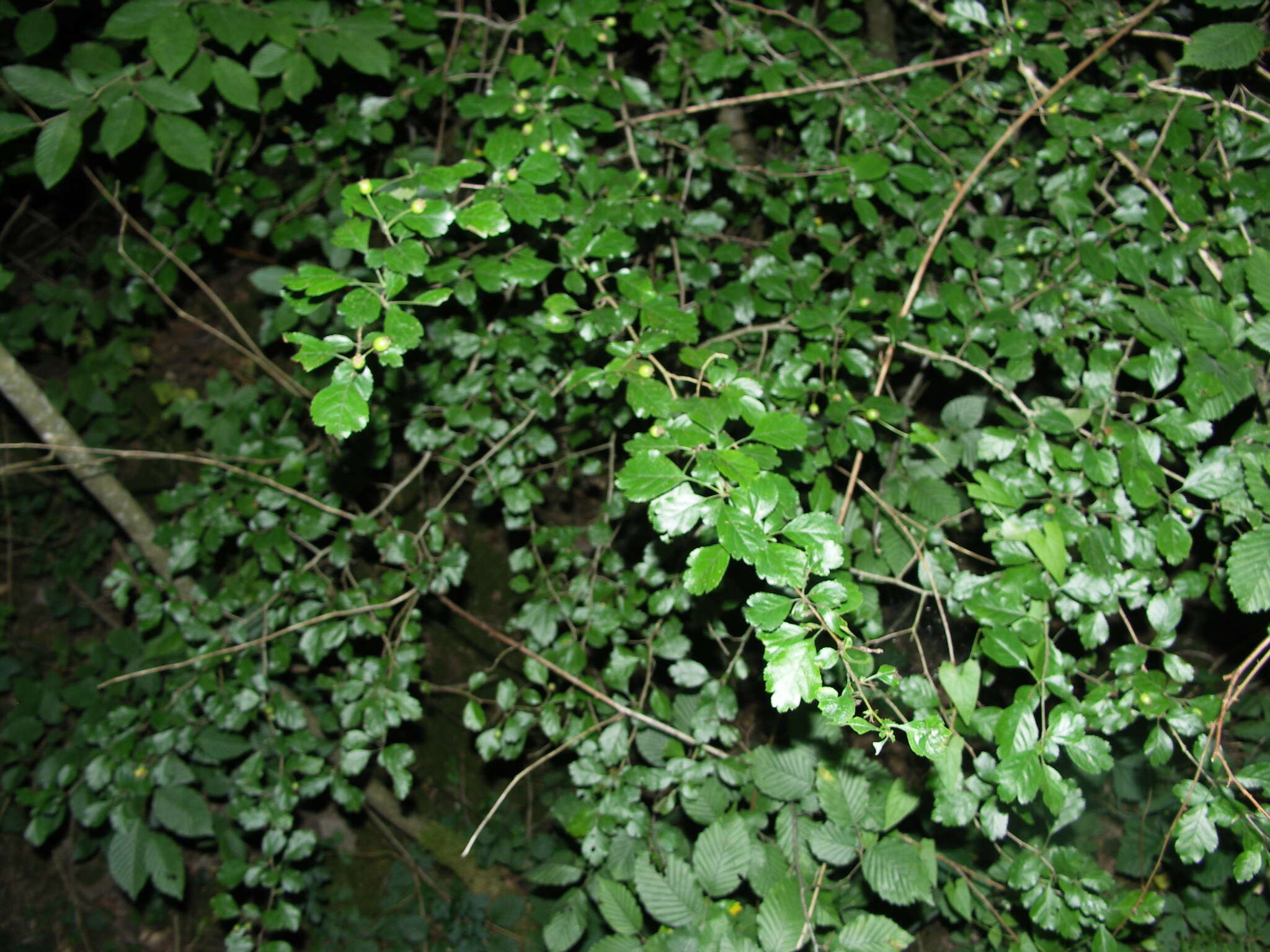 Imagem de Crataegus laevigata (Poir.) DC.