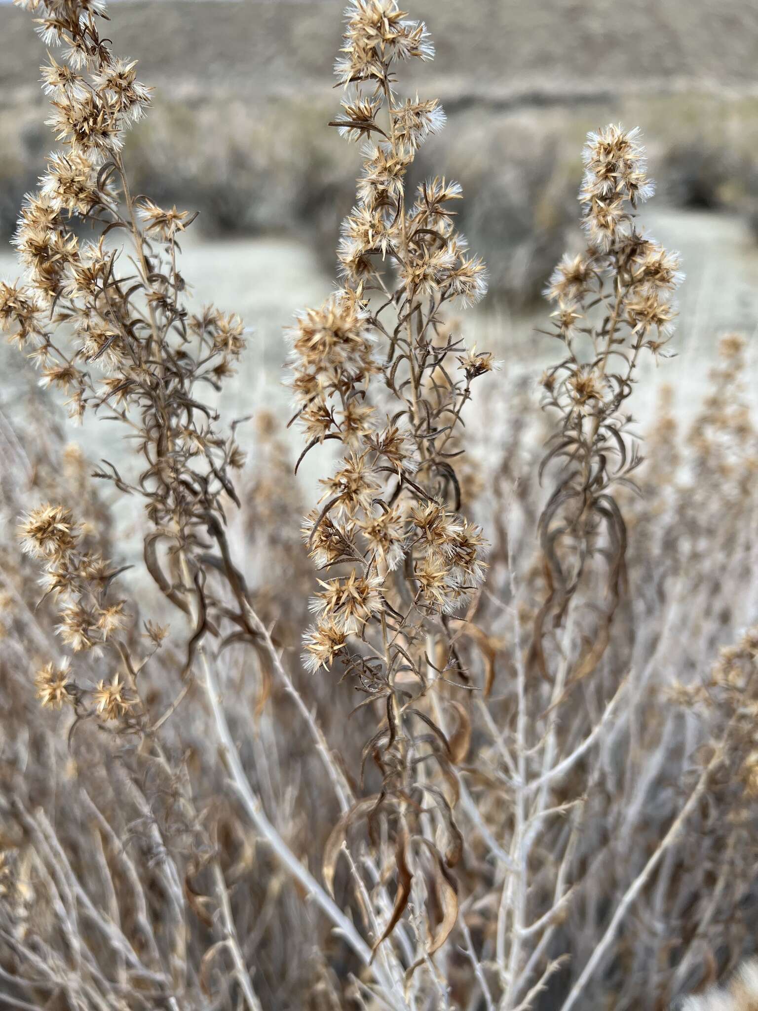 Imagem de Brickellia longifolia var. multiflora (Kellogg) A. Cronq.