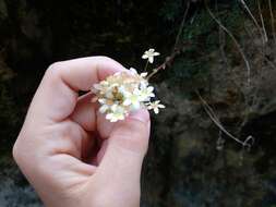 Sivun Saxifraga crustata Vest kuva