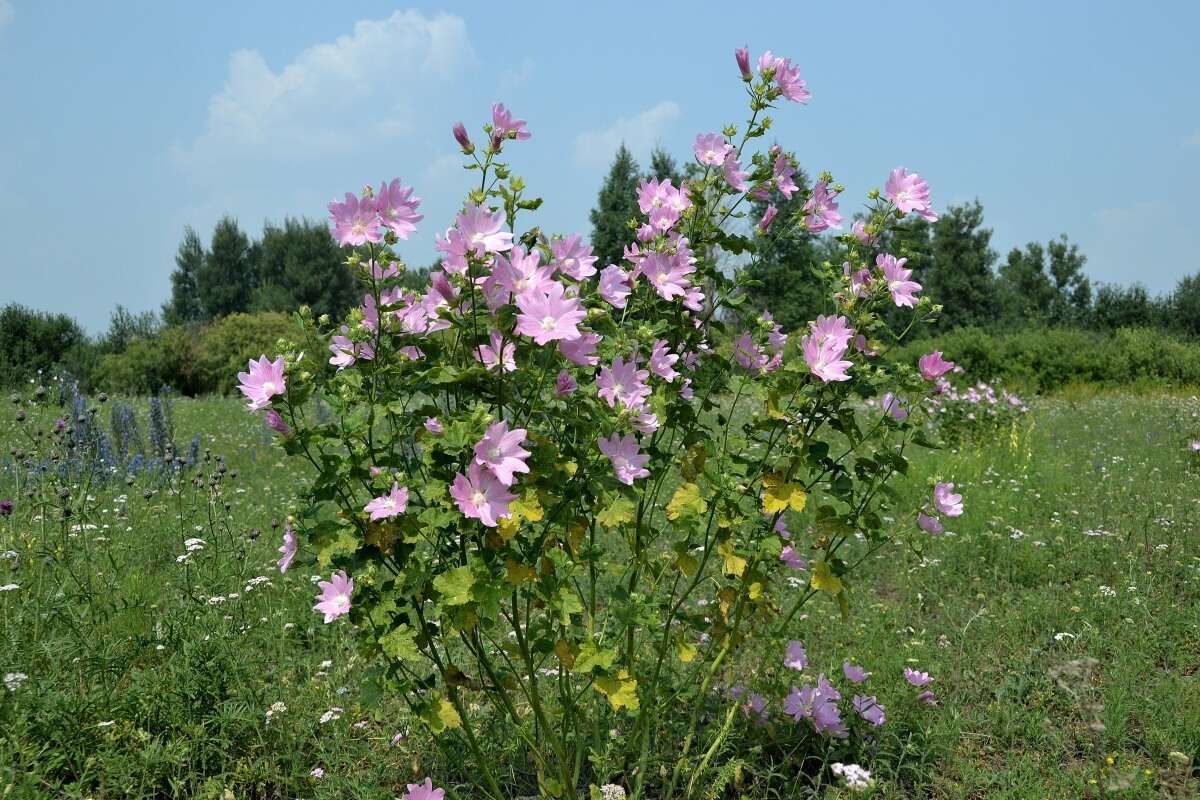 Image of Malva thuringiaca (L.) Vis.