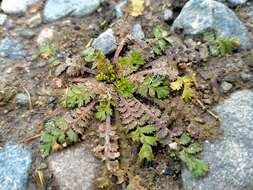 Imagem de Lepidium tenuicaule Kirk