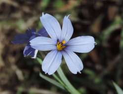 Sisyrinchium ensigerum E. P. Bicknell的圖片