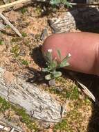 Image of slender phlox