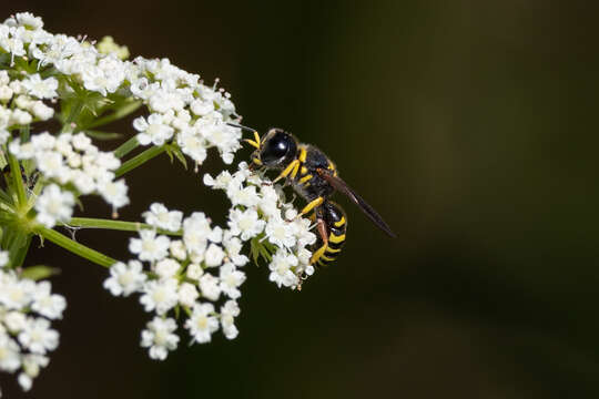 Слика од Ectemnius decemmaculatus (Say 1823)