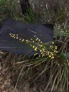 Image of Lomandra filiformis (Thunb.) Britten