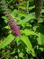 Image de Teucrium hircanicum L.