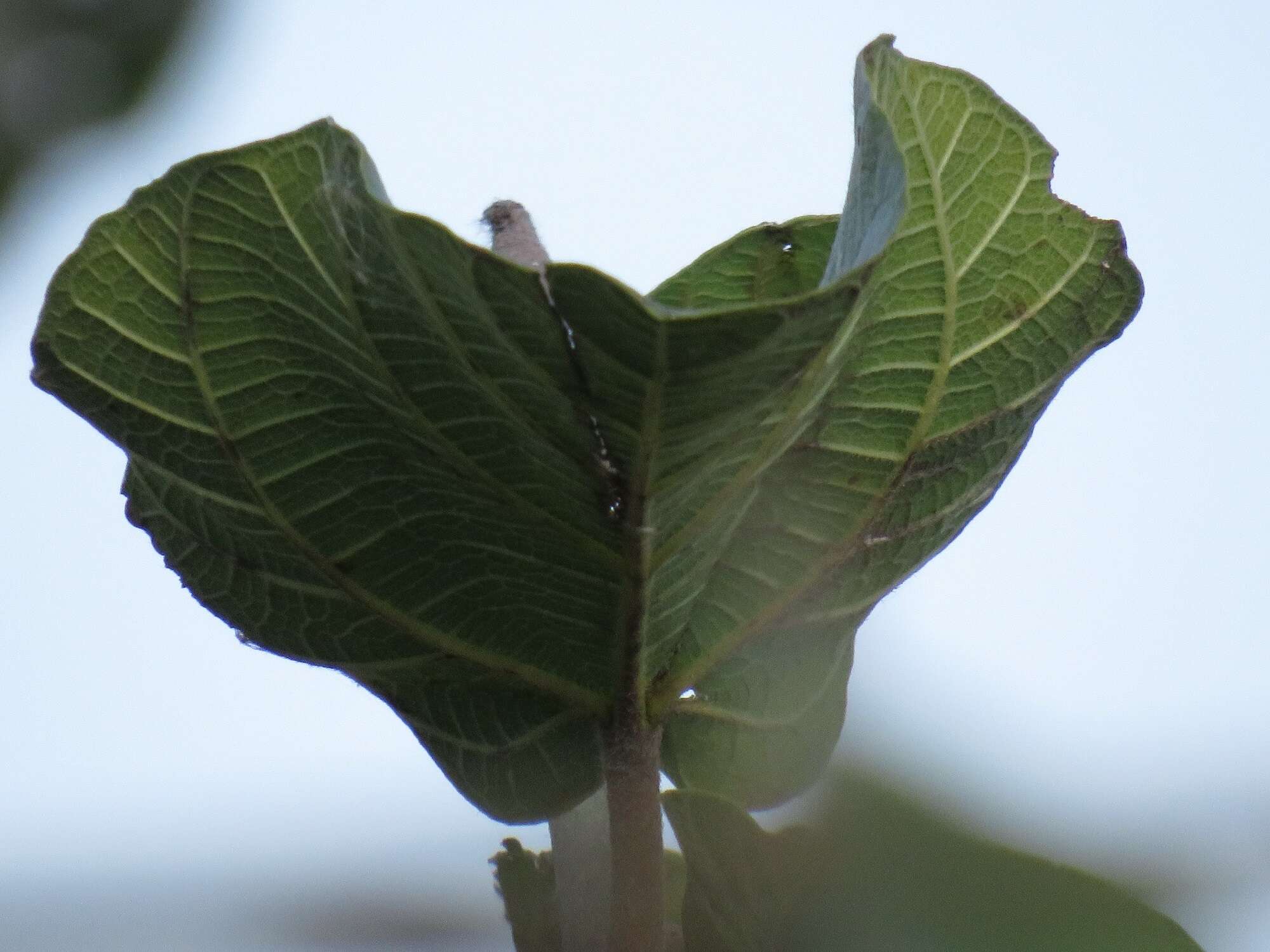 Sivun Ficus sycomorus subsp. sycomorus kuva