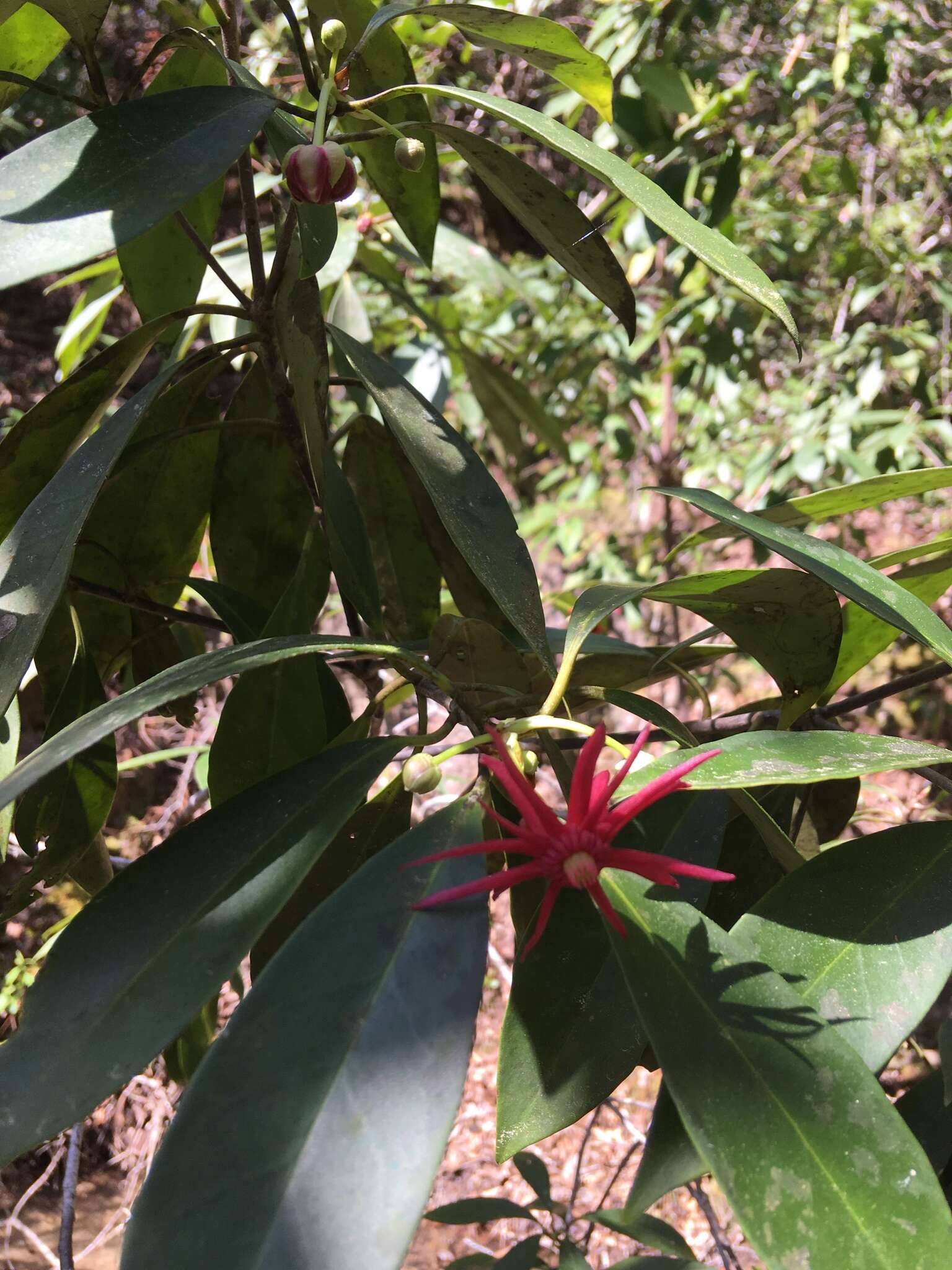 Image de Illicium floridanum Ellis