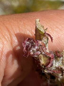 Image of Langsdorf's lousewort